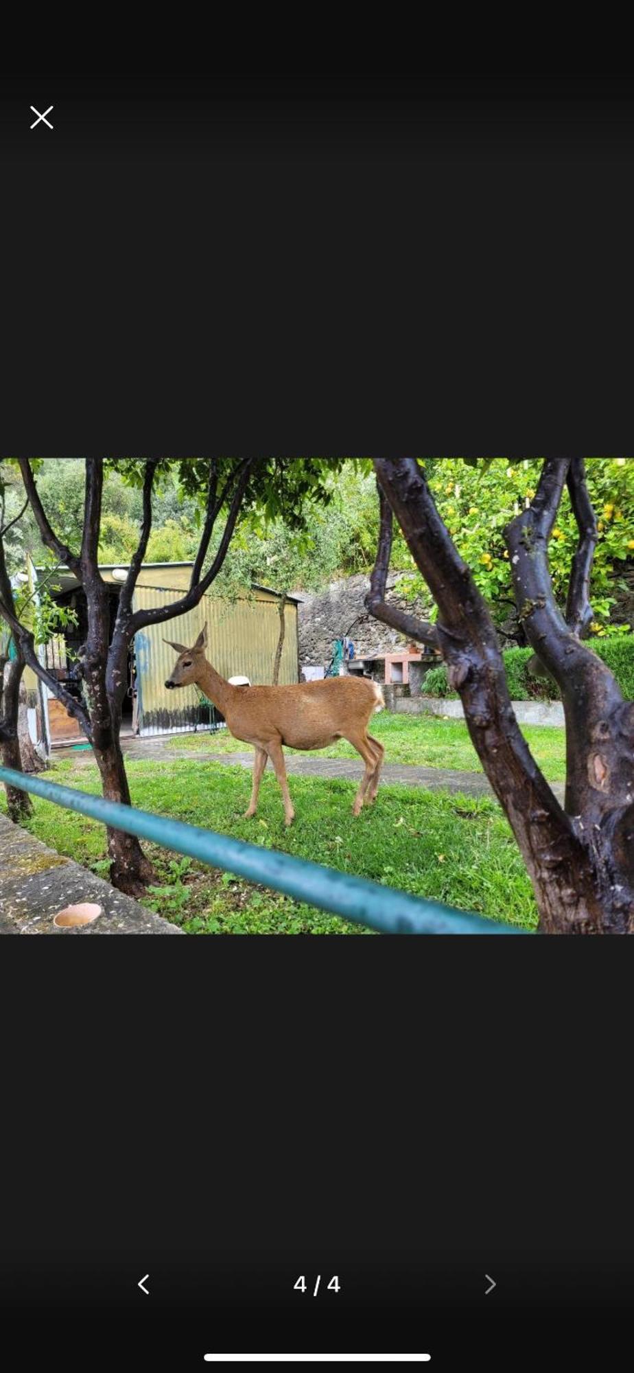 לינה וארוחת בוקר פייבה ליגורה Il Gabbiano Di Pieve מראה חיצוני תמונה
